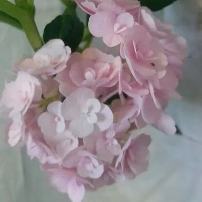 Лот: 16170390. Фото: 1. Гортензия крупнолистная Ю энд... Горшечные растения и комнатные цветы