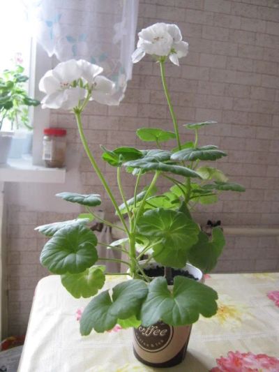 Лот: 10404018. Фото: 1. Белая герань пеларгония Тамара... Горшечные растения и комнатные цветы