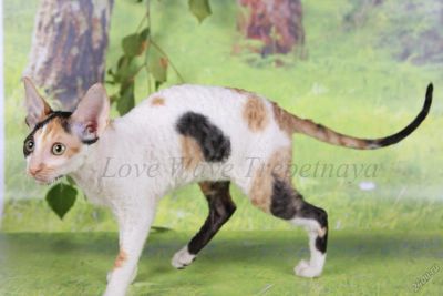 Лот: 5723884. Фото: 1. Котенок корниш рекс. девочка. Кошки, котята