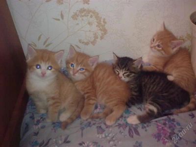 Лот: 1678677. Фото: 1. Котики. Кошки, котята