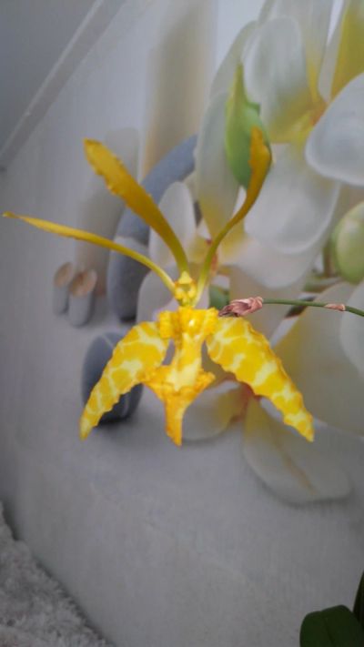 Лот: 13218656. Фото: 1. Орхидея псих. Maripoza alba. Горшечные растения и комнатные цветы