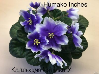 Лот: 14359049. Фото: 1. Фиалка Humako Inches (детка). Горшечные растения и комнатные цветы