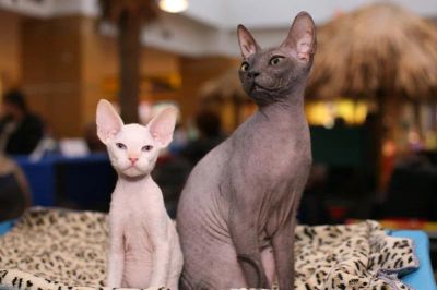 Лот: 4809848. Фото: 1. Малыши - голыши:). Кошки, котята