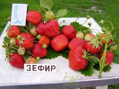Лот: 17984944. Фото: 1. Клубника 3. Ягоды