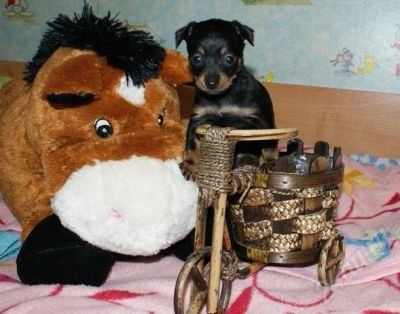 Лот: 632484. Фото: 1. щенки той-терьера. Остальные животные