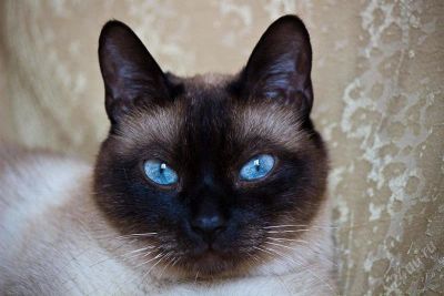 Лот: 1953808. Фото: 1. Кот сиамского окраса ищет хозяев... Кошки, котята