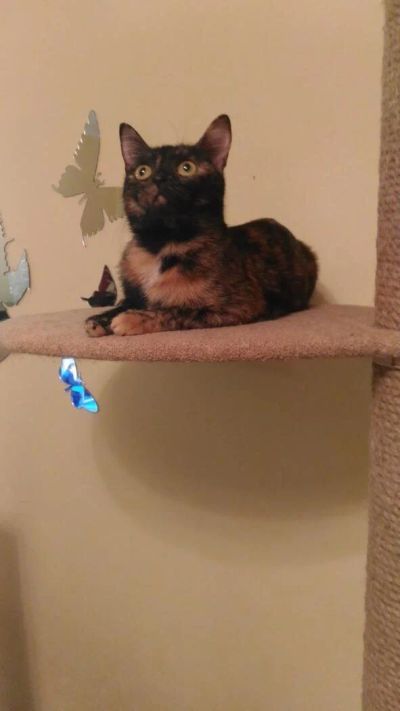 Лот: 10822206. Фото: 1. Кошка Матрешка. Кошки, котята
