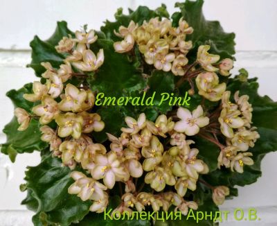 Лот: 9943490. Фото: 1. Фиалка Emerald pink, лист. Горшечные растения и комнатные цветы