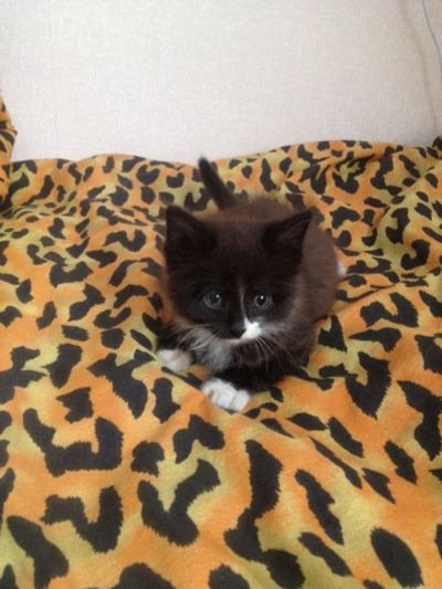 Лот: 6729614. Фото: 1. Отдам кота в хорошие руки. Кошки, котята