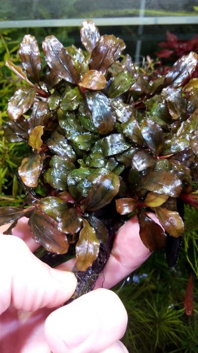 Лот: 6297172. Фото: 1. Bucephalandra sp.Pink Plump... Водные растения