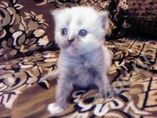 Лот: 398385. Фото: 1. котёнок персидский. Остальные животные