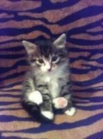 Лот: 3568507. Фото: 1. Отдам котенка - мальчика. Кошки, котята