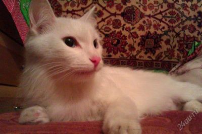 Лот: 1762704. Фото: 1. срочно отдам в хорошие руки кошечку... Кошки, котята