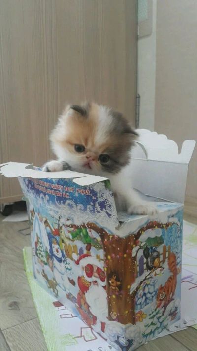 Лот: 13902757. Фото: 1. Кошечка-экзотка. Кошки, котята