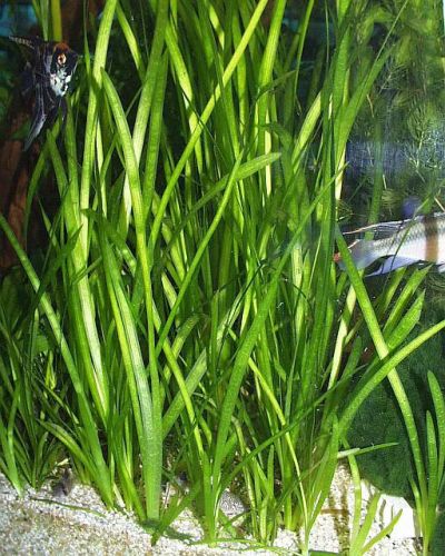 Лот: 3360854. Фото: 1. Валлиснерия (Vallisneria) 1 шт... Водные растения