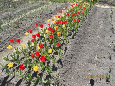 Лот: 10415467. Фото: 1. Тюльпаны (луковицы)-красные ранние... Садовые цветы