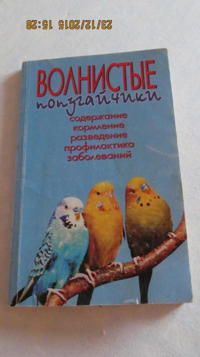 Лот: 6662523. Фото: 1. Волнистые попугайчики. Домашние животные