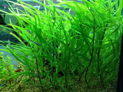 Лот: 16380293. Фото: 1. аквариумное водное растение лимонник... Водные растения