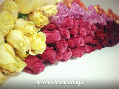 Лот: 3894011. Фото: 1. 37 роз из Голландии - 1850р. Свежие цветы