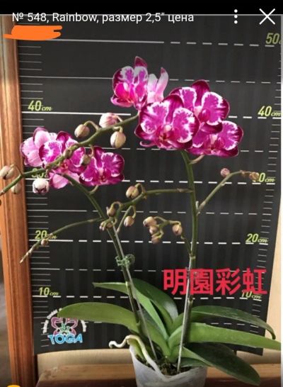 Лот: 16766387. Фото: 1. Орхидея Фаленопсис 548 Rainbow. Горшечные растения и комнатные цветы
