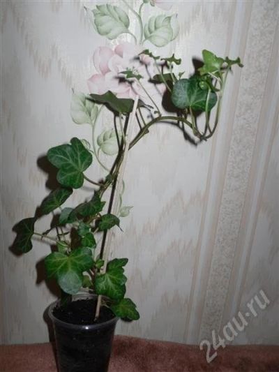 Лот: 641341. Фото: 1. Плющ-1. Горшечные растения и комнатные цветы