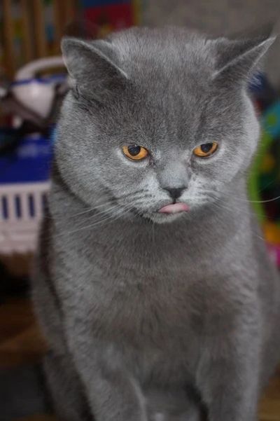 Лот: 5951981. Фото: 1. Шикарный Британский КОТ. Кошки, котята