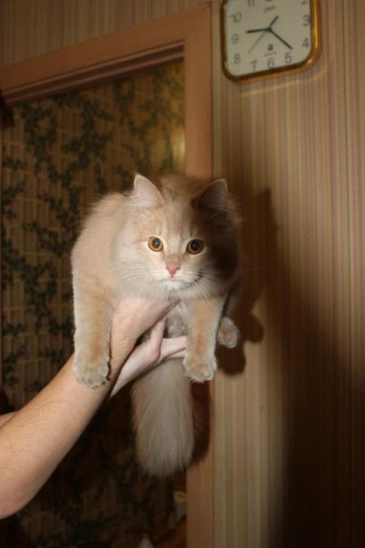 Лот: 7010892. Фото: 1. Котик 6 месяцев. Кошки, котята