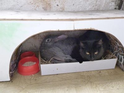 Лот: 2862733. Фото: 1. Кролики-это не только ценный мех... Остальные животные