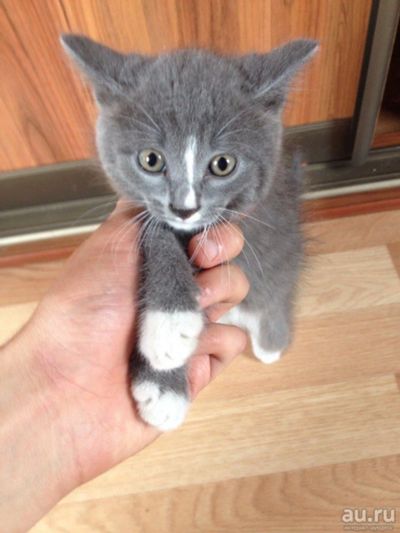 Лот: 6732114. Фото: 1. Отдам котёнка в хорошие руки!. Кошки, котята