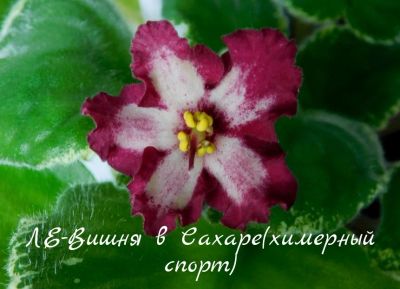 Лот: 8467535. Фото: 1. Фиалка сортовая ЛЕ-Вишня в Сахаре... Горшечные растения и комнатные цветы