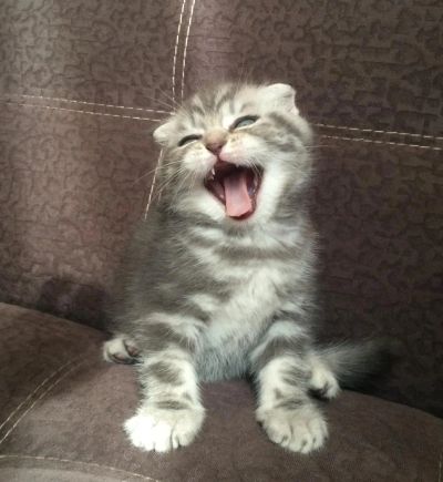 Лот: 7827477. Фото: 1. Шотландский котенок окраса вискас. Кошки, котята