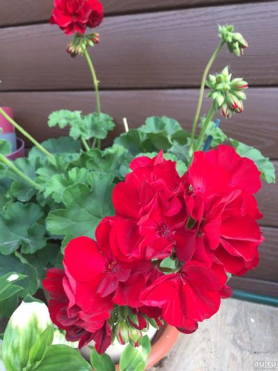 Лот: 14382882. Фото: 1. Пеларгония Calliope Dark Red. Горшечные растения и комнатные цветы