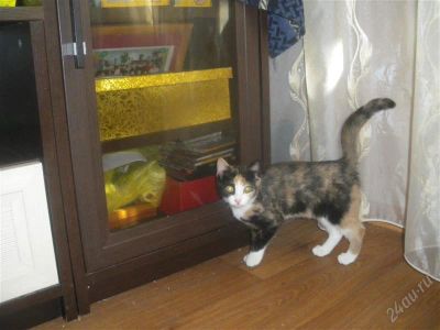Лот: 2706494. Фото: 1. отдам котенка. Кошки, котята