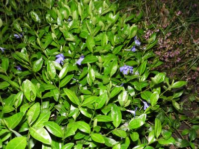 Лот: 5283858. Фото: 1. Барвинок малый Atropurpurea. Садовые цветы