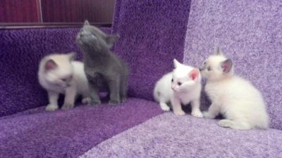 Лот: 5163263. Фото: 1. Красивые и потешные котята за... Кошки, котята
