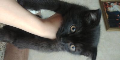 Лот: 15990688. Фото: 1. Котята шотландские. Косметика для животных