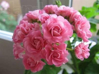 Лот: 6353587. Фото: 1. Пеларгония Australian Pink Rosebud... Горшечные растения и комнатные цветы