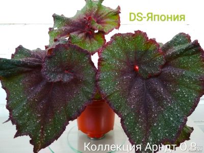 Лот: 12088200. Фото: 1. Бегония Ds-Япония, лист. Горшечные растения и комнатные цветы