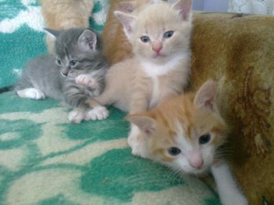 Лот: 2088349. Фото: 1. Отдам котят в хорошие руки!. Кошки, котята