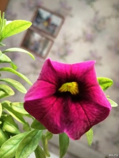 Лот: 15638646. Фото: 1. Калибрахоа Aloha Kona Cherry Red... Садовые цветы