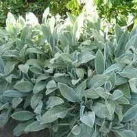 Лот: 5521741. Фото: 1. Чистец шерстистый. Садовые цветы