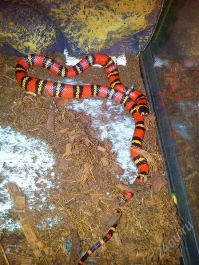Лот: 2476113. Фото: 1. Молочная змея гондурасская (Lampropeltis... Остальные животные