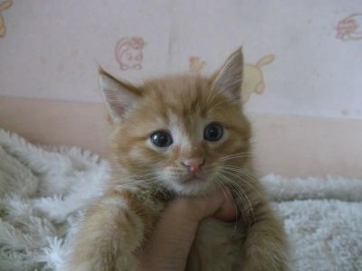 Лот: 7684524. Фото: 1. рыжая кошка. Кошки, котята