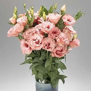 Лот: 15918472. Фото: 1. Эустома "Super Magic Apricot... Садовые цветы