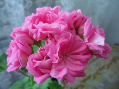 Лот: 10053233. Фото: 1. Сортовая зональная пеларгония... Горшечные растения и комнатные цветы