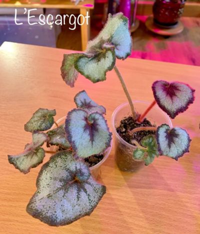 Лот: 14539497. Фото: 1. Бегония L’Escargot. Горшечные растения и комнатные цветы