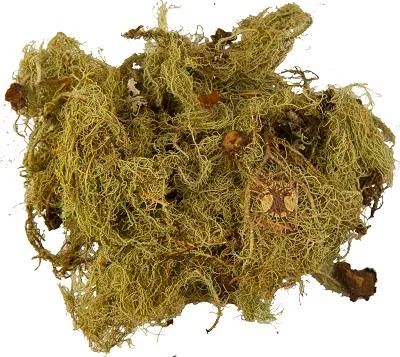 Лот: 7203646. Фото: 1. Уснея 50 гр. (лат. Usnea). Народная медицина, БАДы