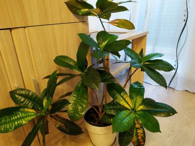 Лот: 14766001. Фото: 1. Кротон. Горшечные растения и комнатные цветы