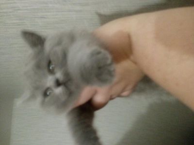 Лот: 12642830. Фото: 1. Британские голубые ватки. Кошки, котята