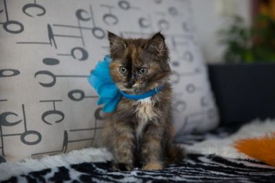Лот: 3114891. Фото: 1. Пристраивается замечательная пуховая... Кошки, котята